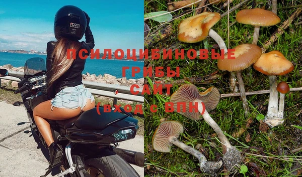 PSILOCYBIN Богданович